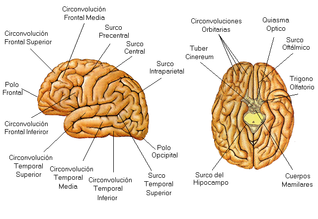 partes del cerebro attitude