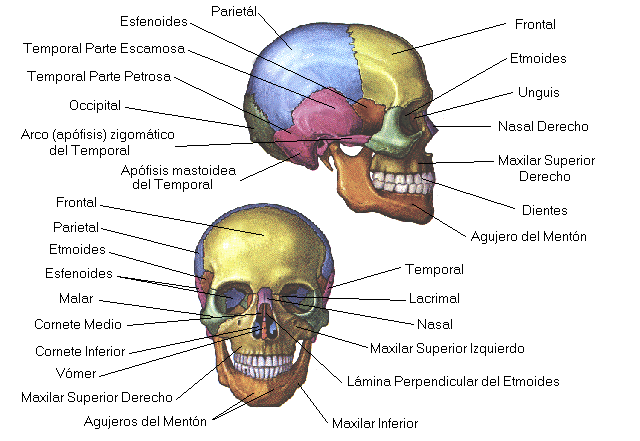 huesos del torax representation