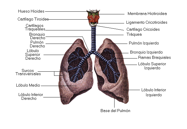 Pulmones