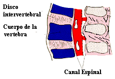 Canal Medular