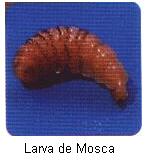 Larva de Mosca